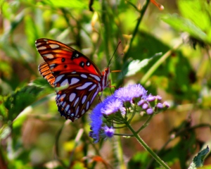 Gulf Fritillary Butterfly2